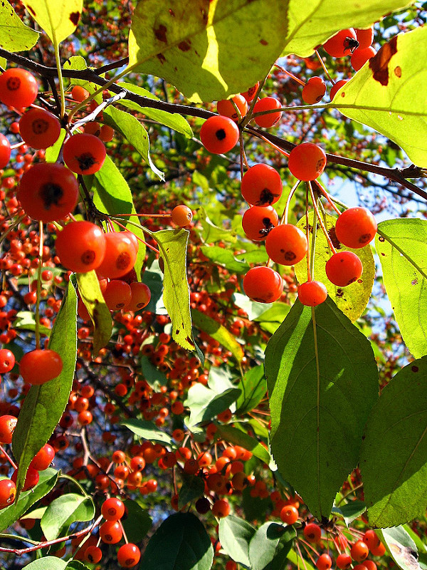 Dwarf Crabapple Trees…Solutions for the Smaller Landscape ...